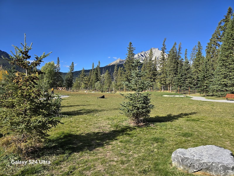 Banff rec-grounds dog park dog park