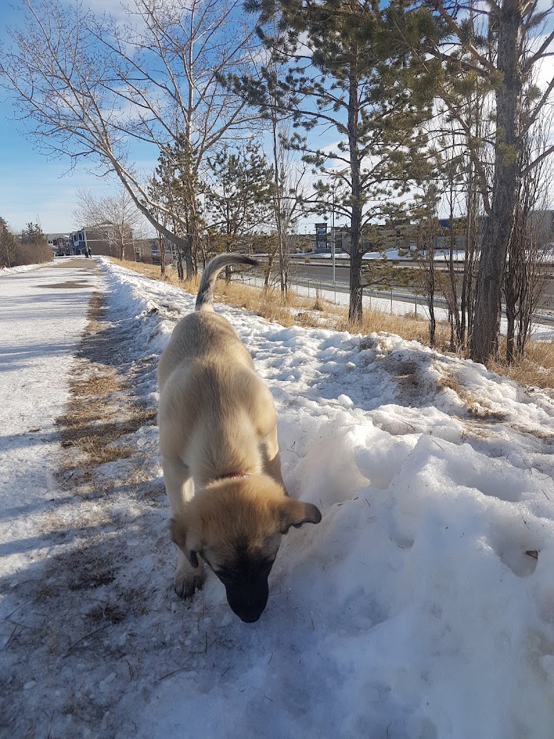 Big Springs Multi-Use Park dog park