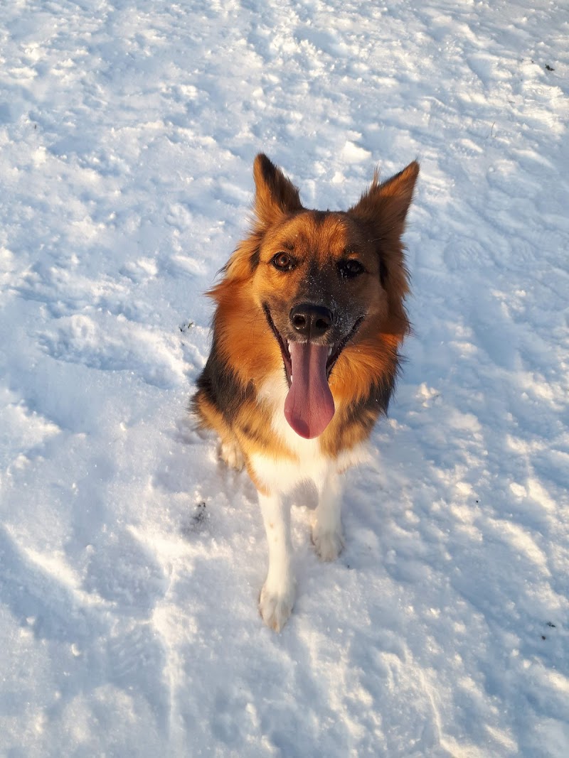 Parc canin Marier-Merisier dog park