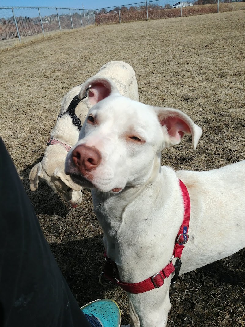New Waterford Off Leash Dog Park dog park