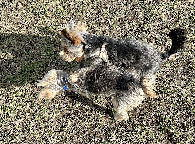 Hyde Park Small Dog Park dog park