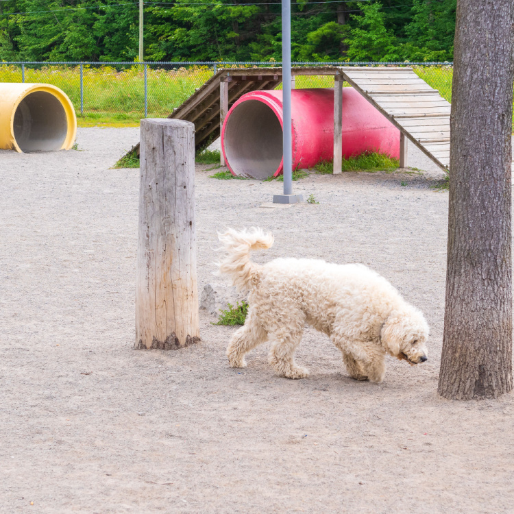 Canine Park Bolivars dog park