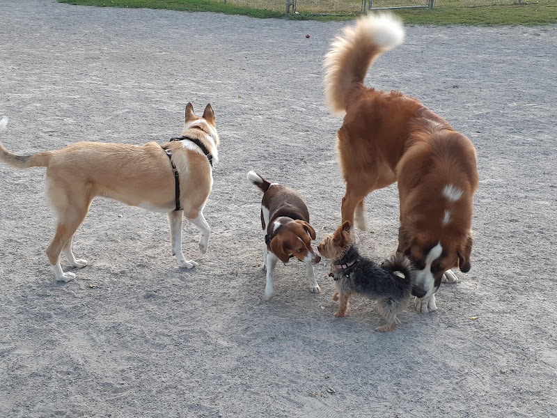 Sylvia Holden Dog Park dog park