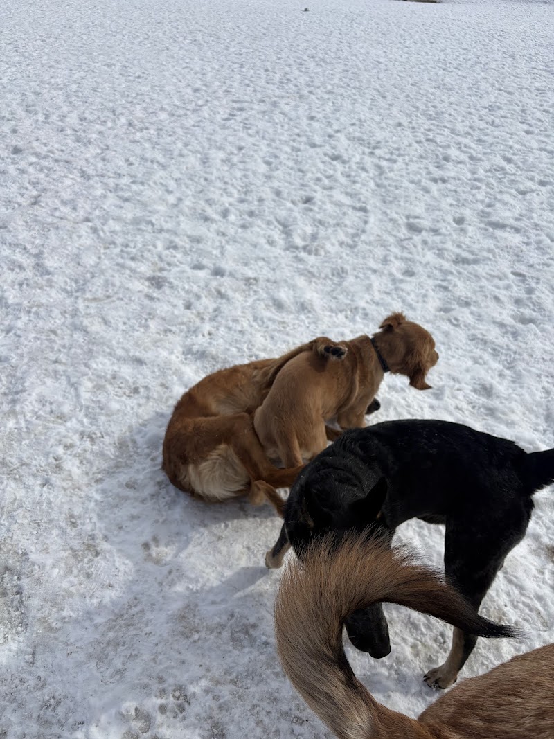 Port Arthur Dog Park dog park