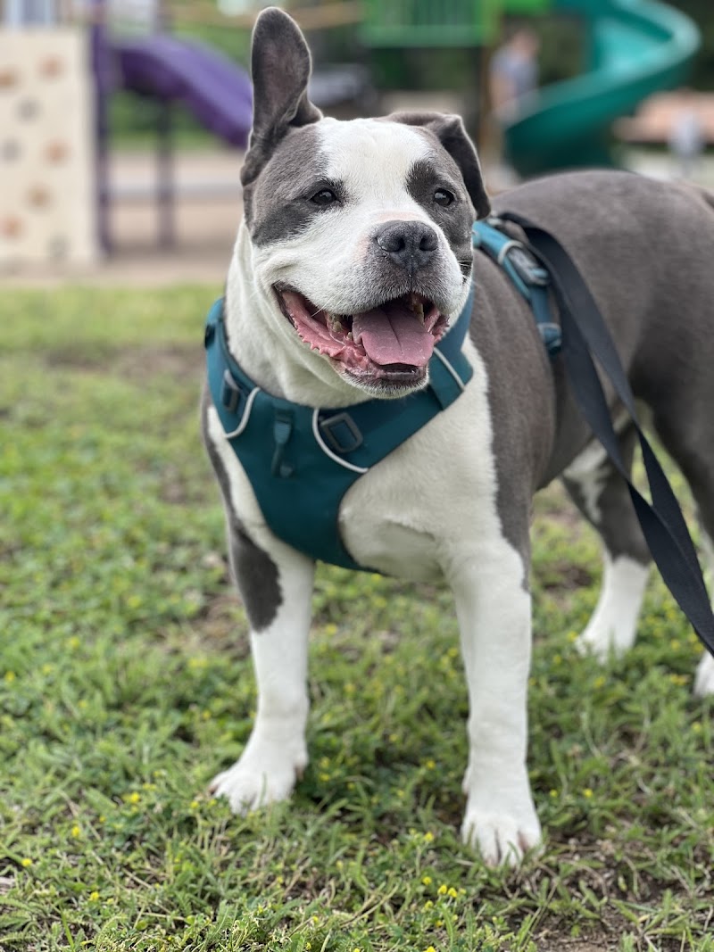 Lucie-Bruneau Park dog park dog park