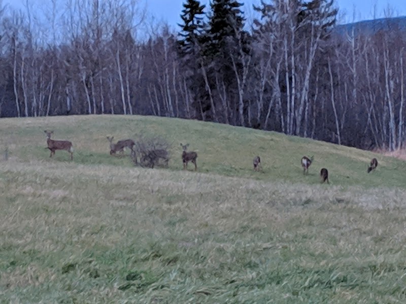 Sussex Bark Park dog park