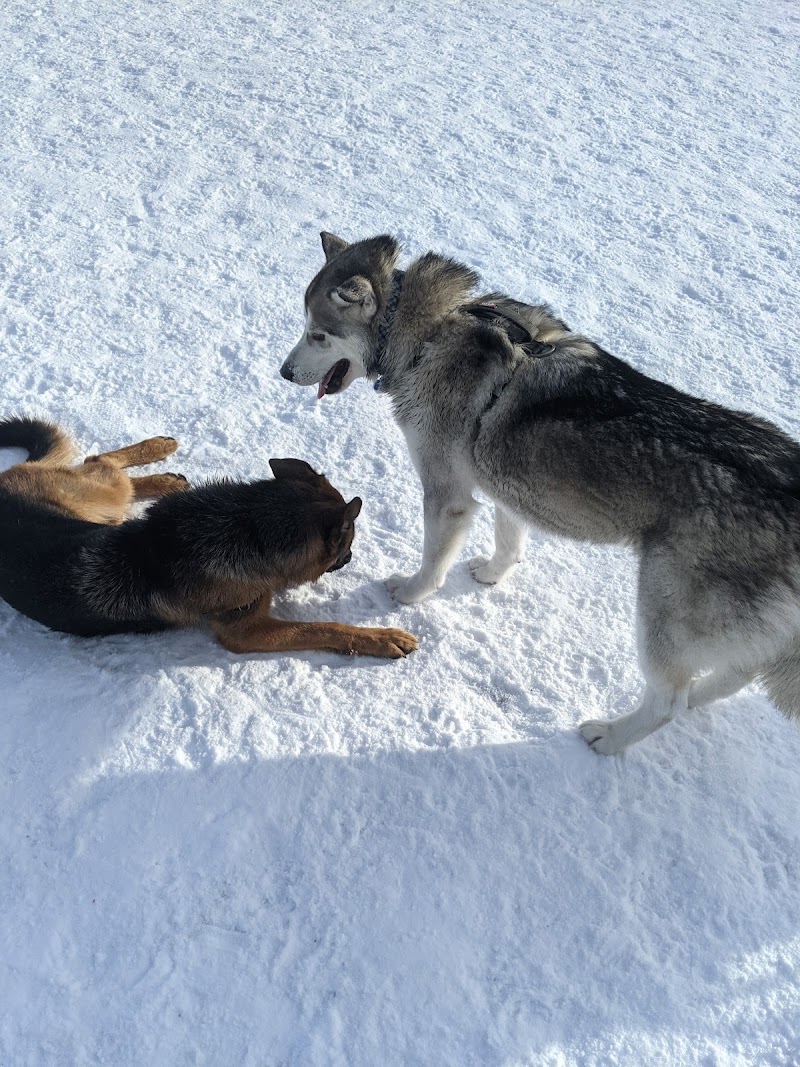 Hampton Park (Dog Park) dog park