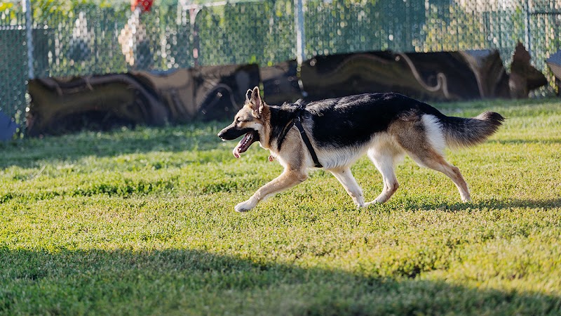 Arthur-Péloquin dog park dog park