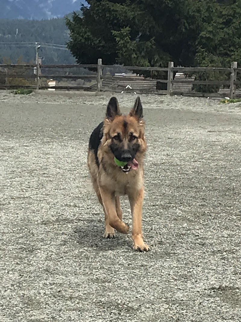 Burnaby Heights Park Off-Leash Enclosure dog park