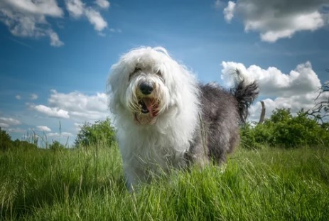 Falcon Dog Park dog park