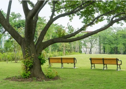 Collingwood Area 1 Off Leash Dog Park dog park