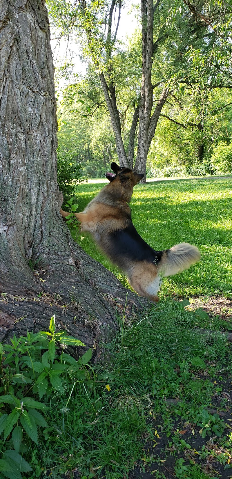 Henry Street Off-Lead Dog Park dog park