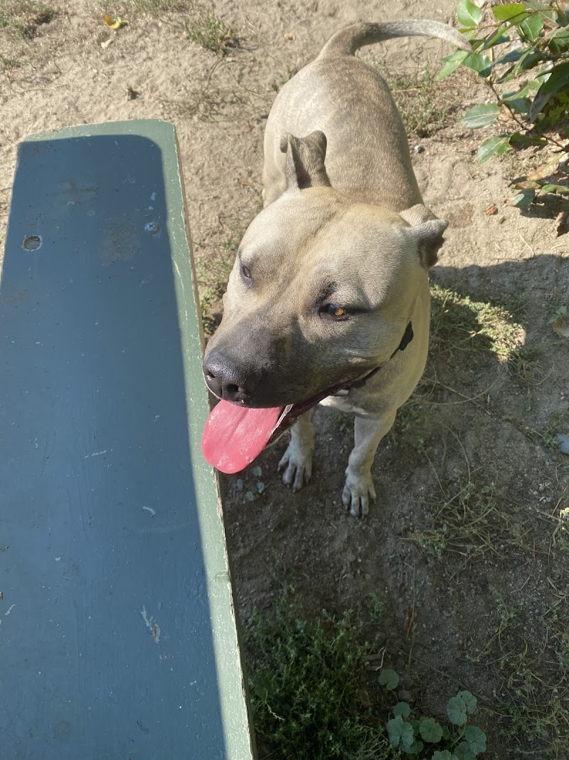 Ellis Creek Dog Park dog park