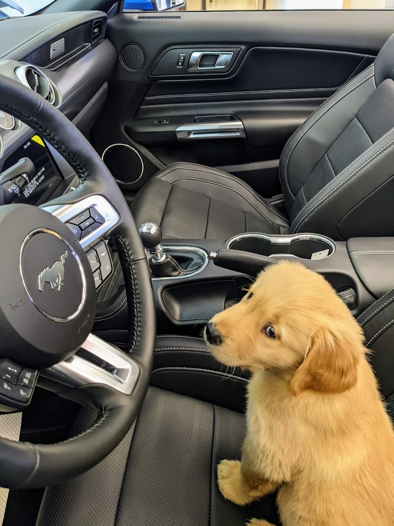 Dog Park at Ken Knapp Ford dog park