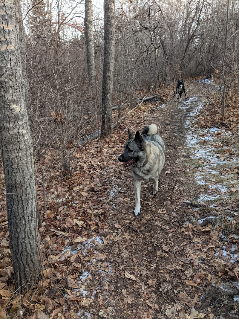 Shaganappi Off Leash Dog Park dog park