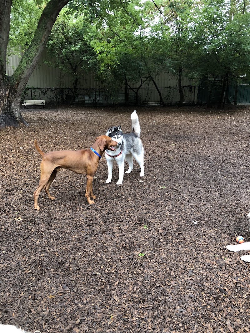 Yonge & York Mills Dog Park dog park