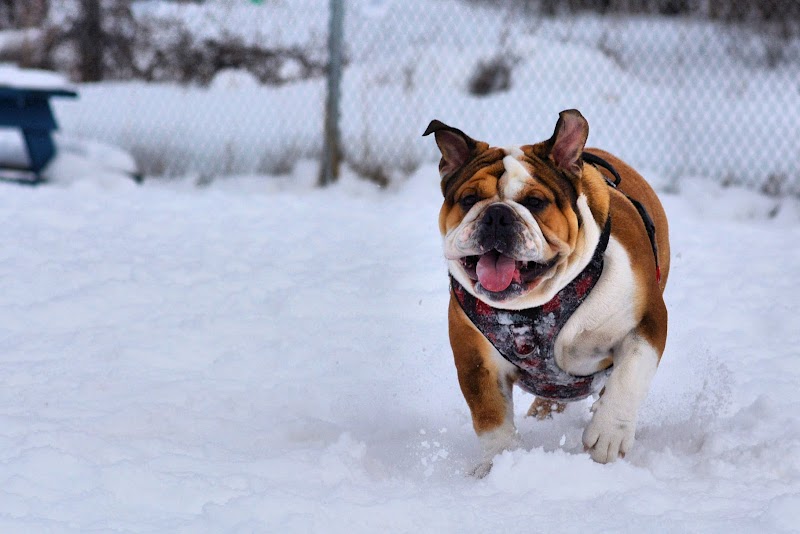 Buckingham Dog Park dog park