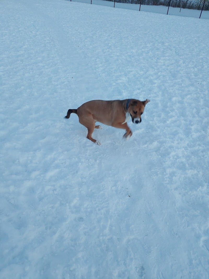 Fred Mendel Dog Park dog park