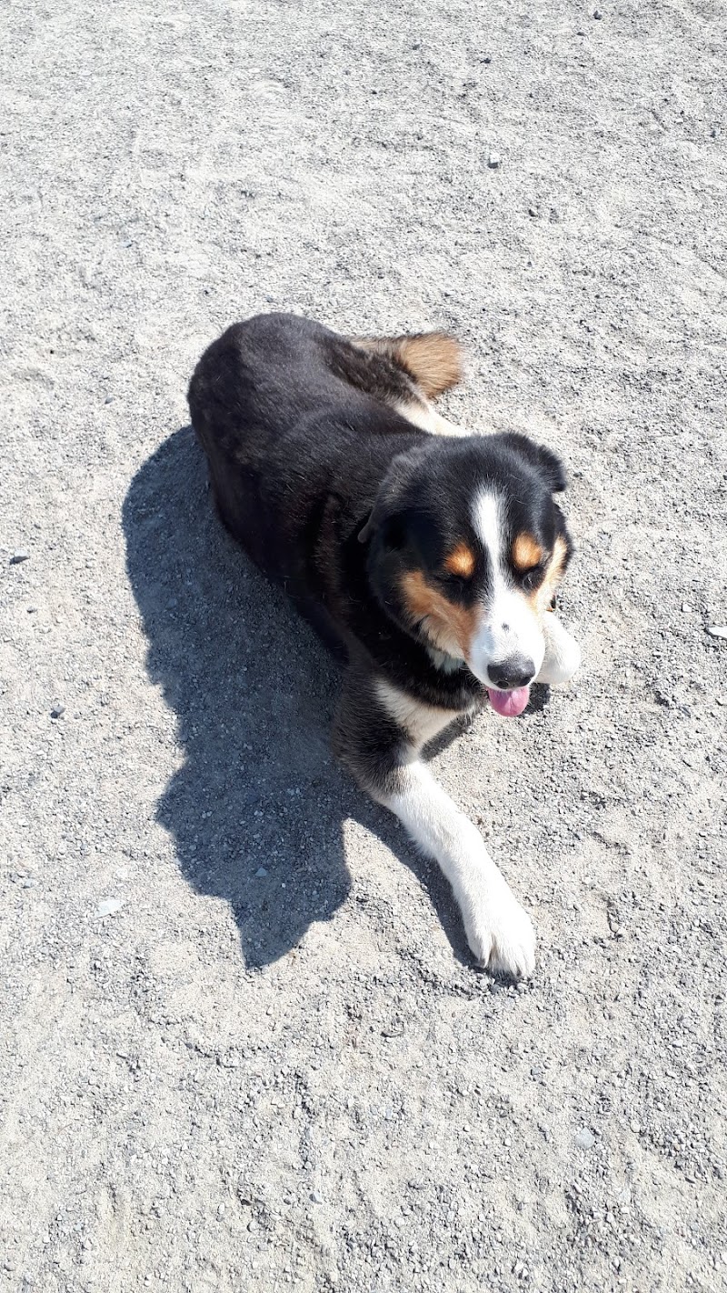 Shefford Road Dog Park dog park