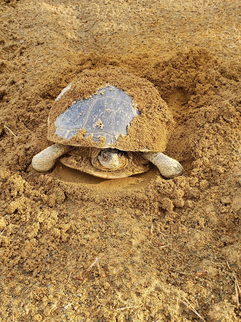 Parc Canin Lamarche dog park