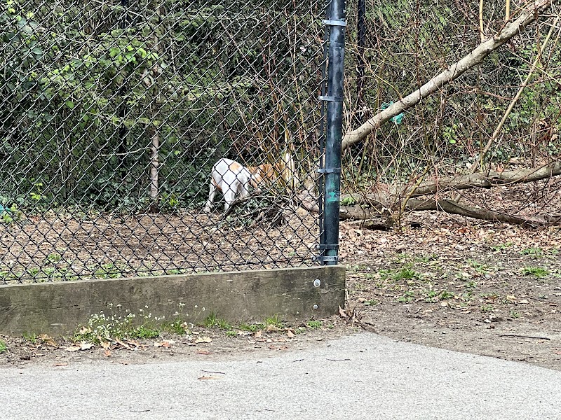 Mahon Dog Leash-Optional Area dog park