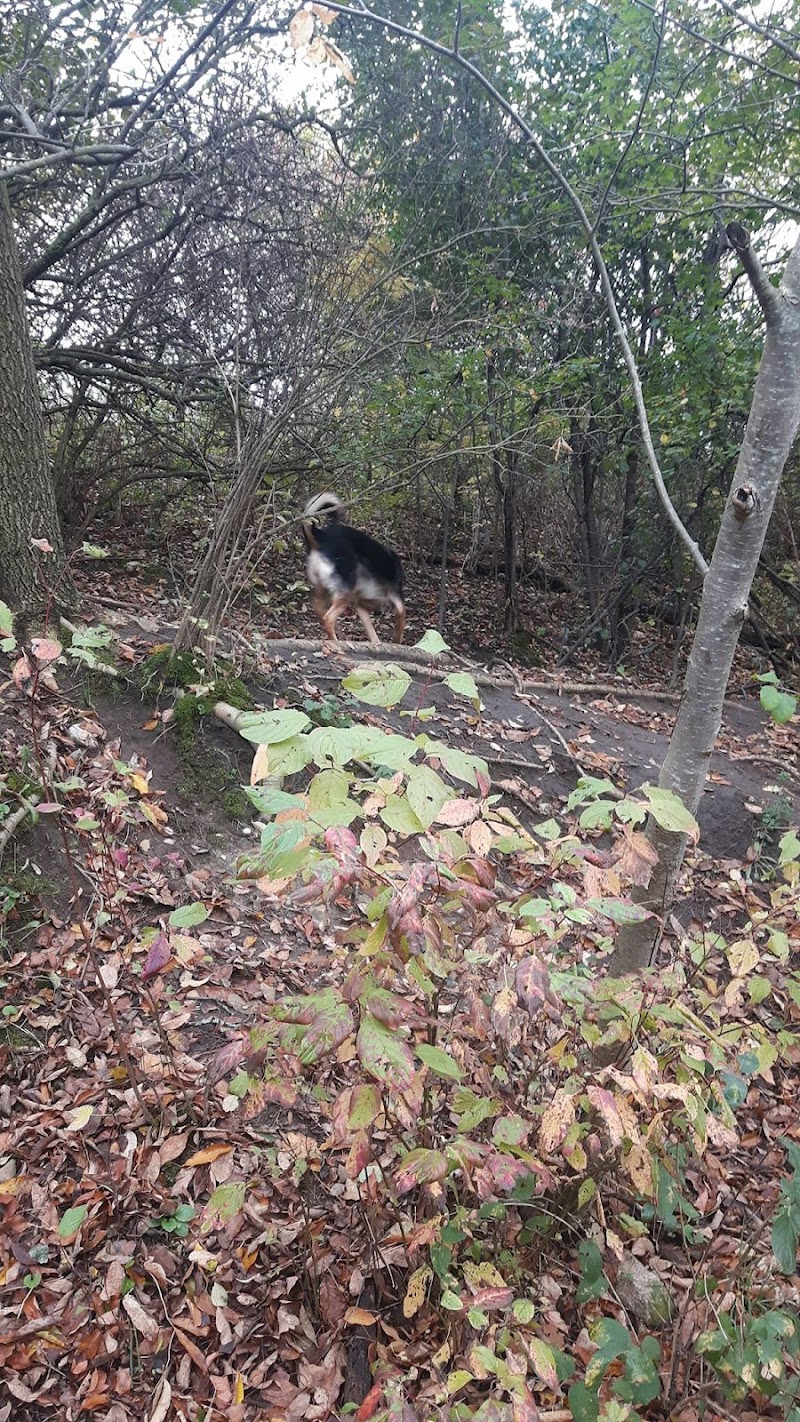 Sunnidale Dog Off-Leash Recreation Area dog park