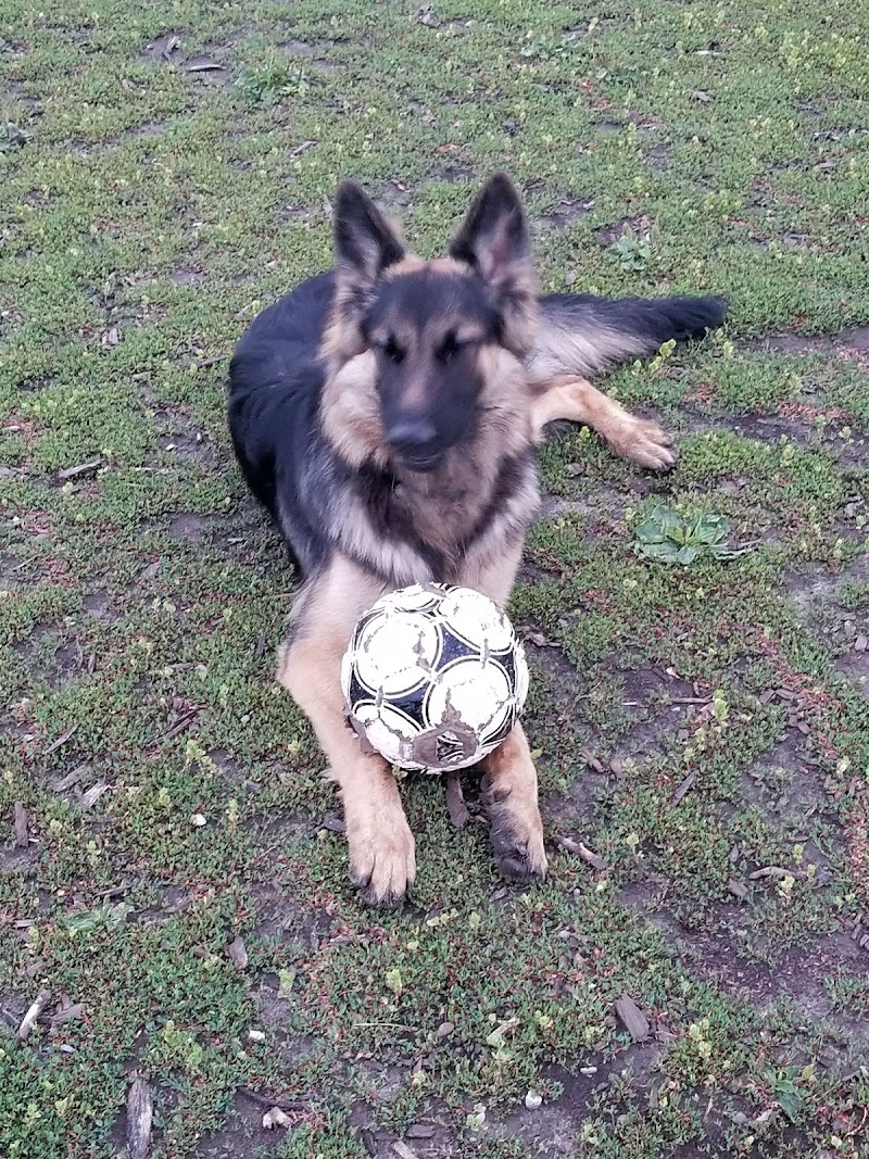 Totoredaca Dog Park dog park