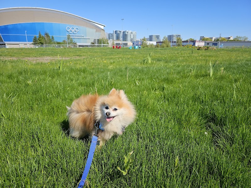 Temporary Off-Leash Dog Park dog park