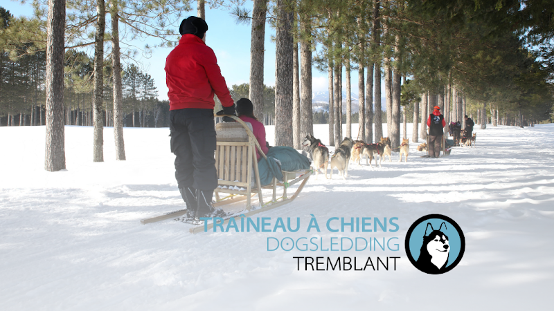 Dog Sledding dog park