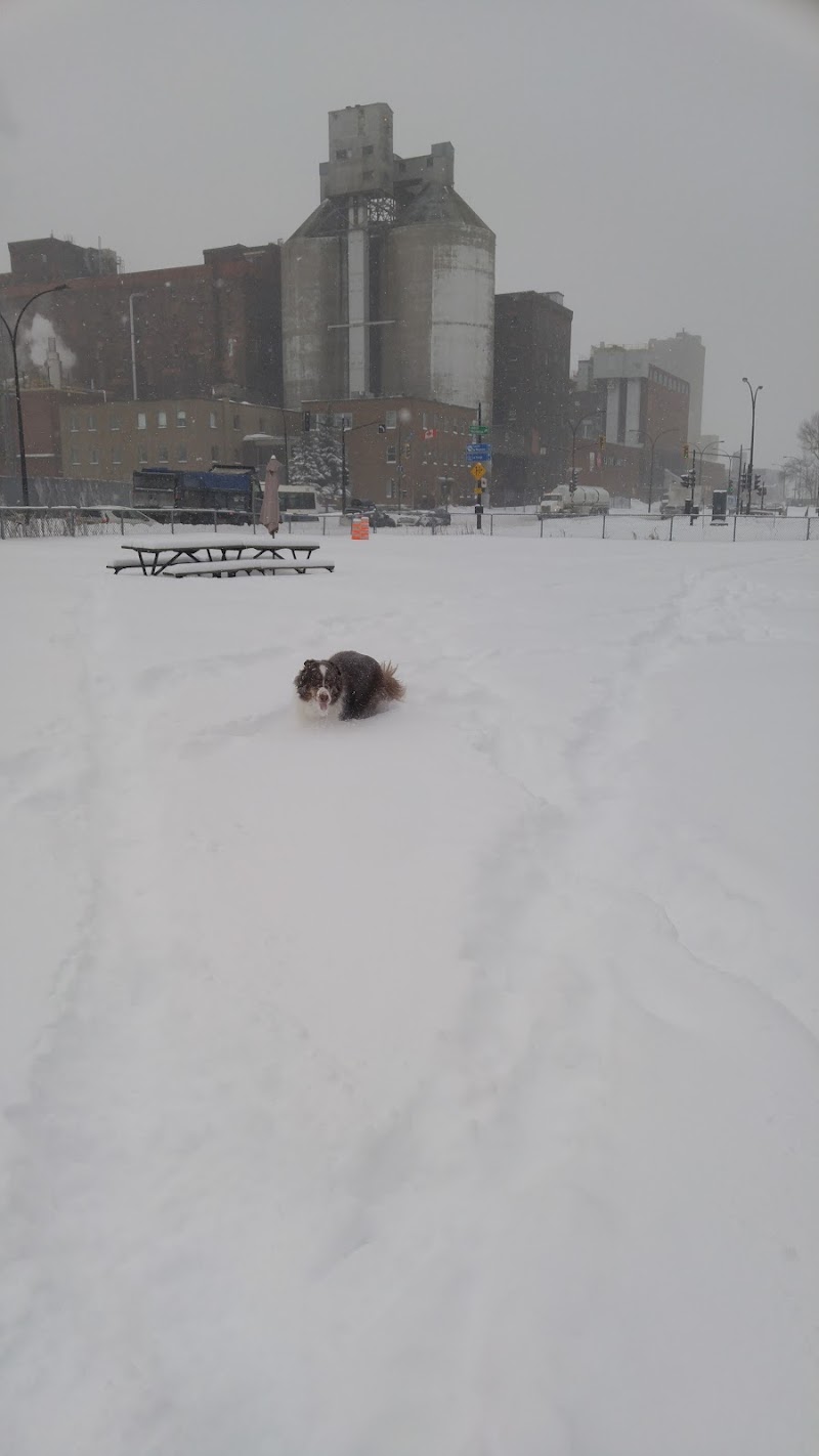 Wolfred-Nelson dog park dog park