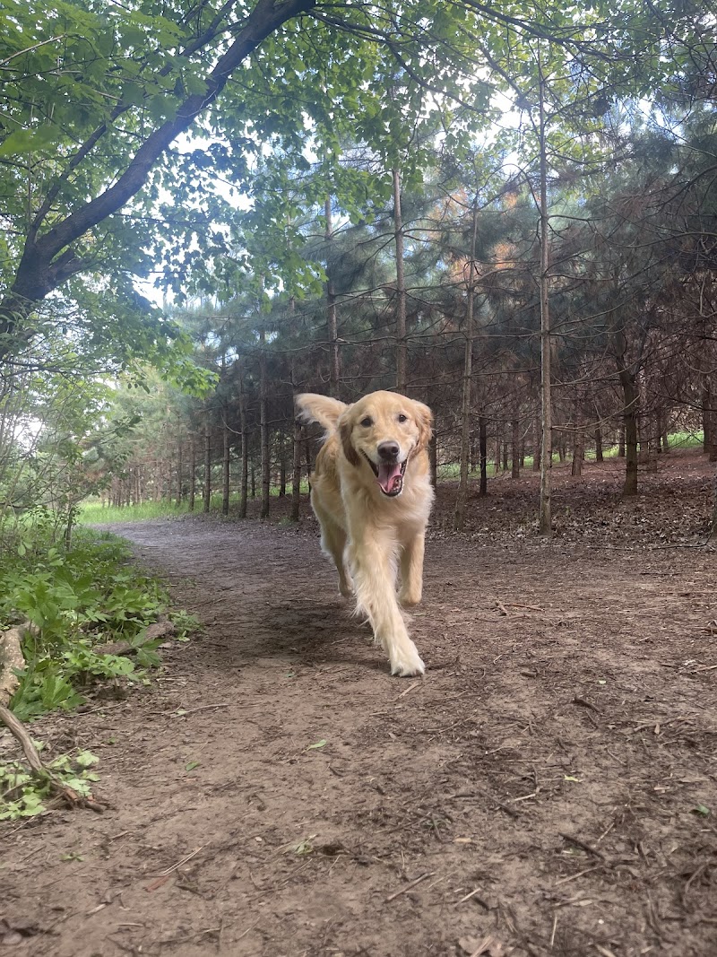 Bendor and Graves Tract Dog Park dog park