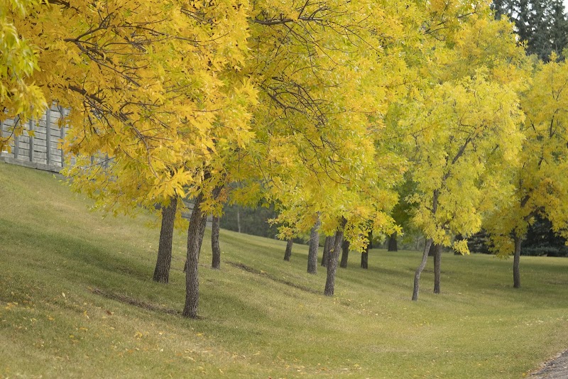 Edgemont Area 1 Off Leash Dog Park dog park