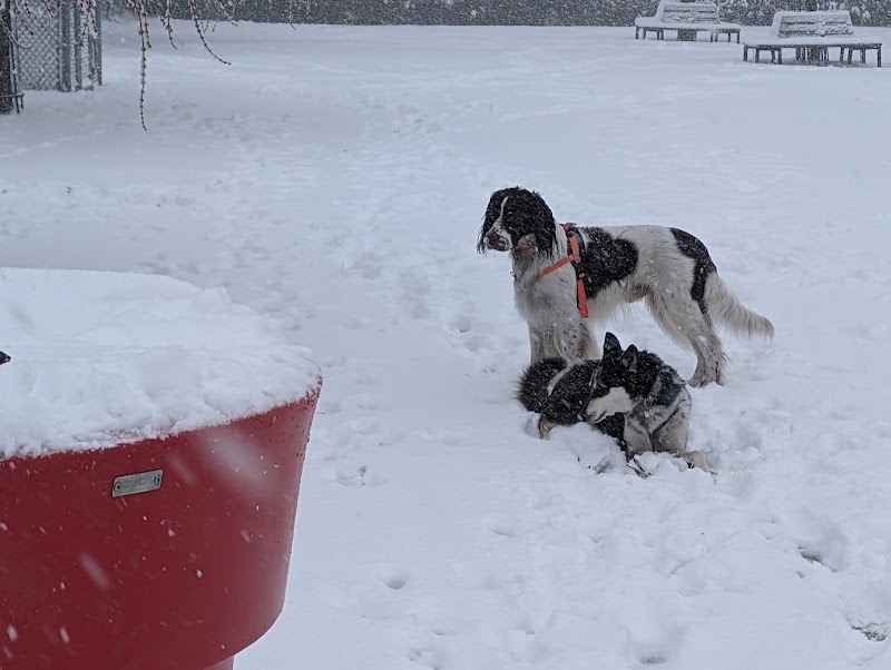 Town of Mount-Royal Dog Park dog park