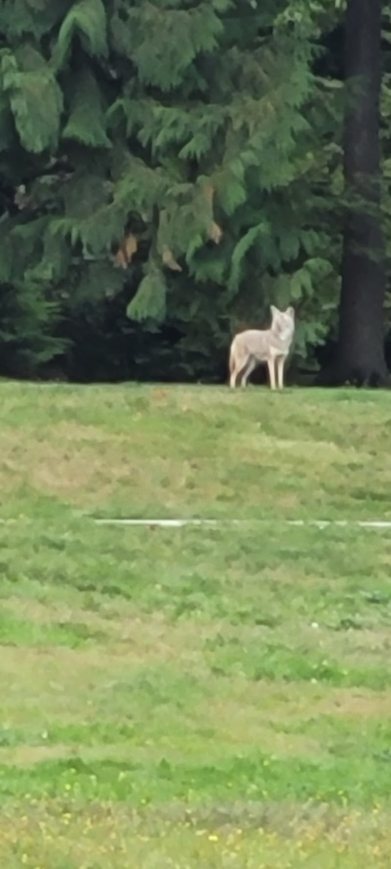 Chelsea Park Off-Leash Dog Area dog park