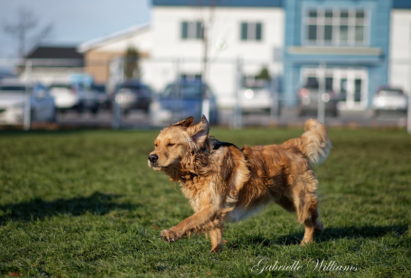 Lavaltrie dog park dog park