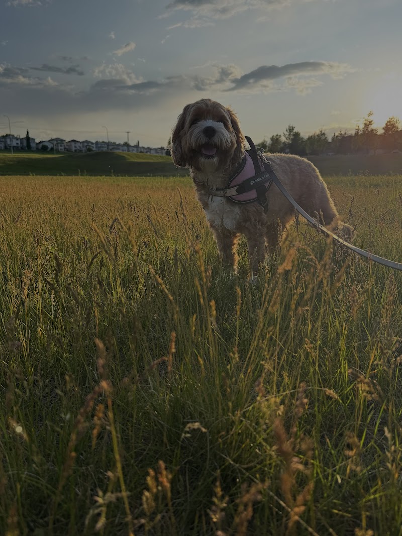 Hidden Valley Area 1 Off Leash Dog Park dog park