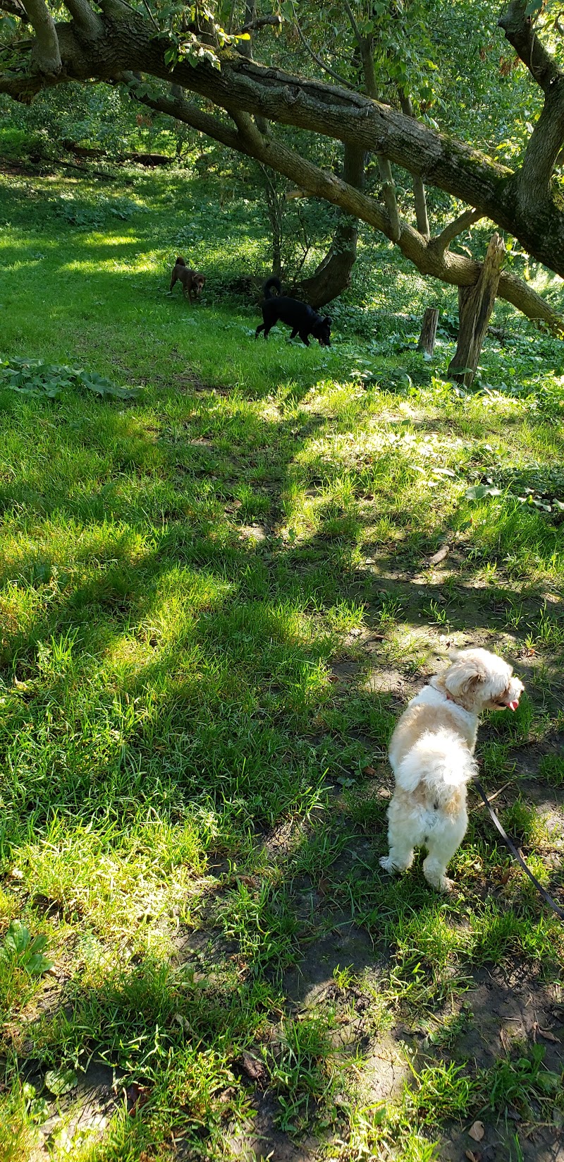 White Spruce Park Off-Leash Dog Area dog park
