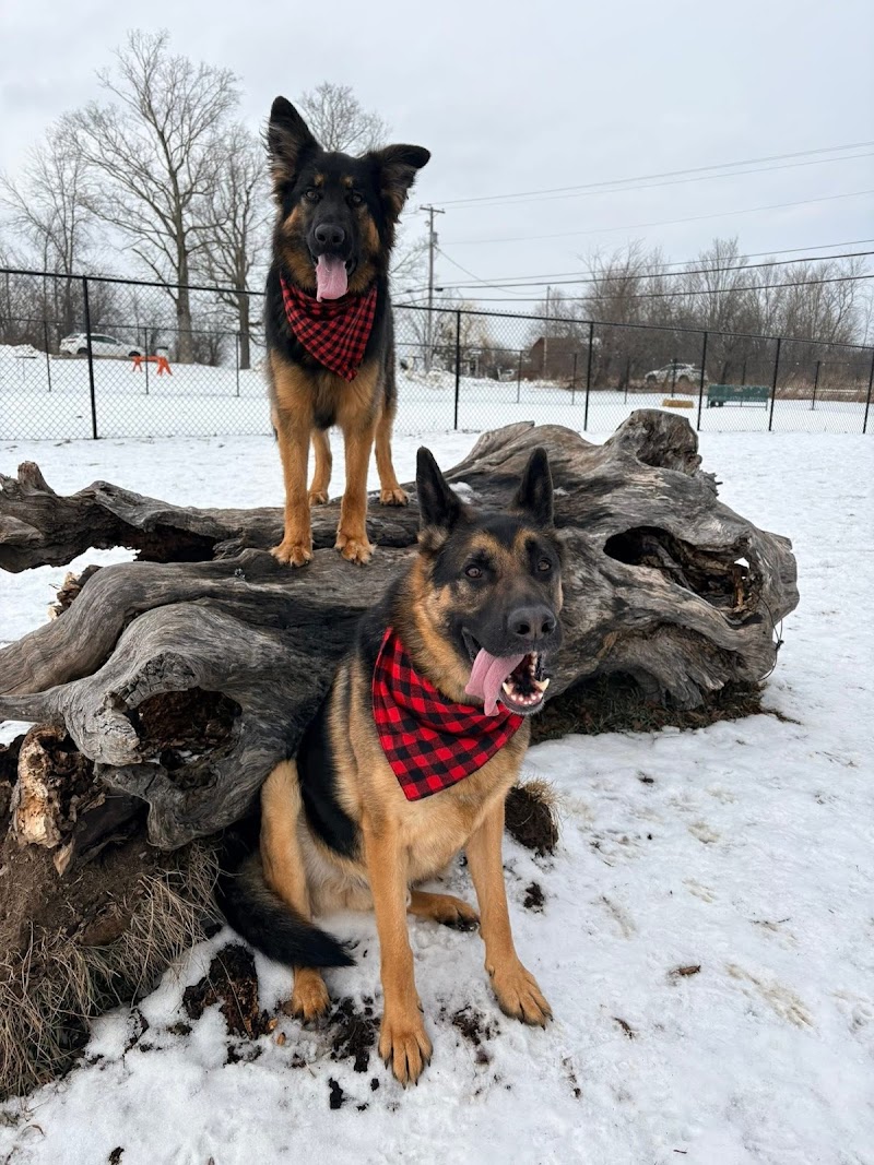 Darou Farm Off Leash Dog Park dog park