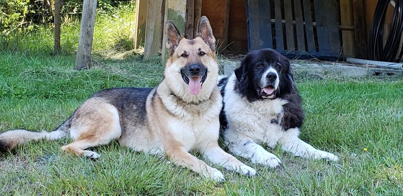 Active Reactive Field for Dogs- By Appointment dog park