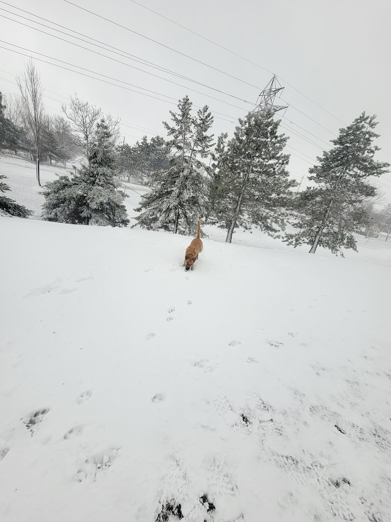 Globe Leash Free Dog Park dog park