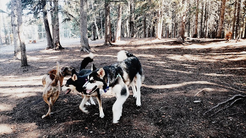 Banff Off-Leash Dog Park dog park