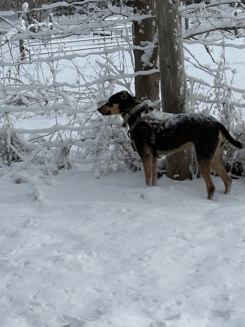 Lion's Park (fenced, off-leash dog park) dog park