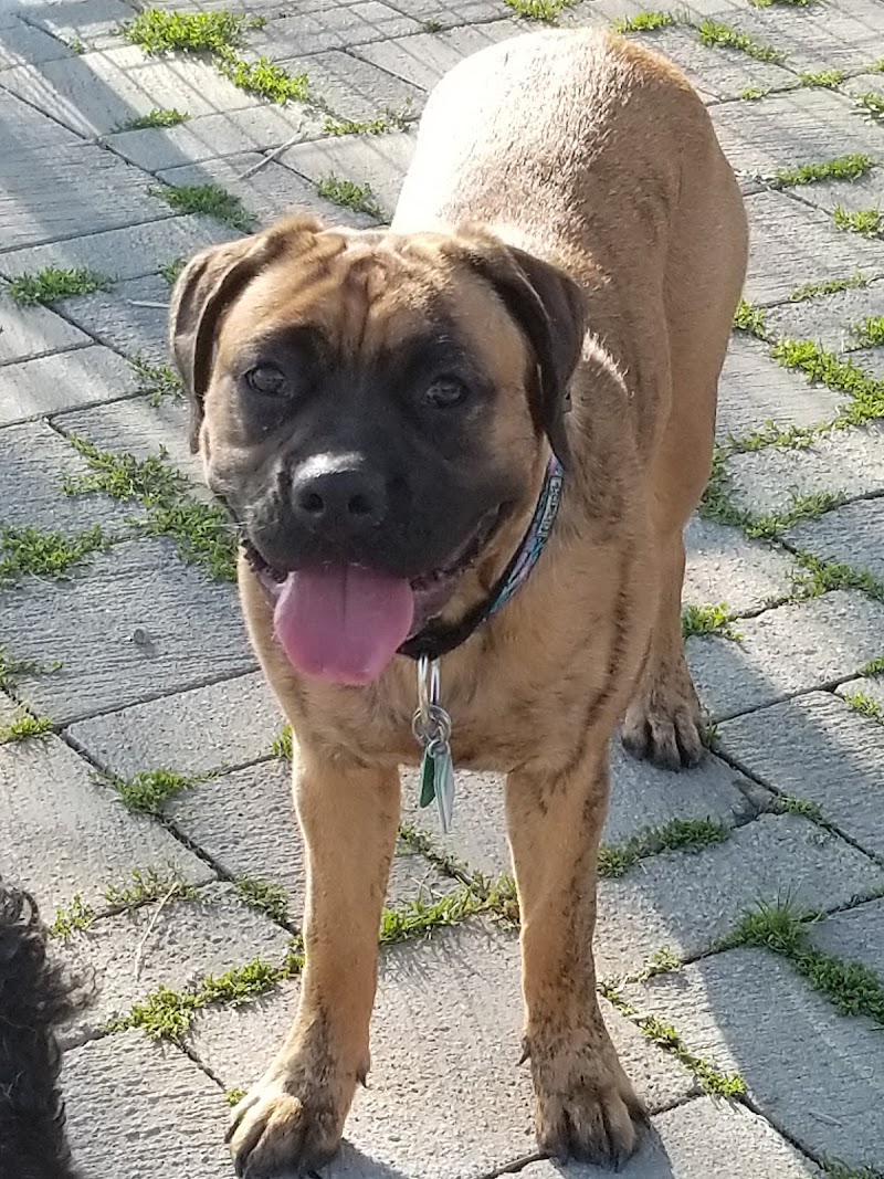 Confederation Dog Park dog park