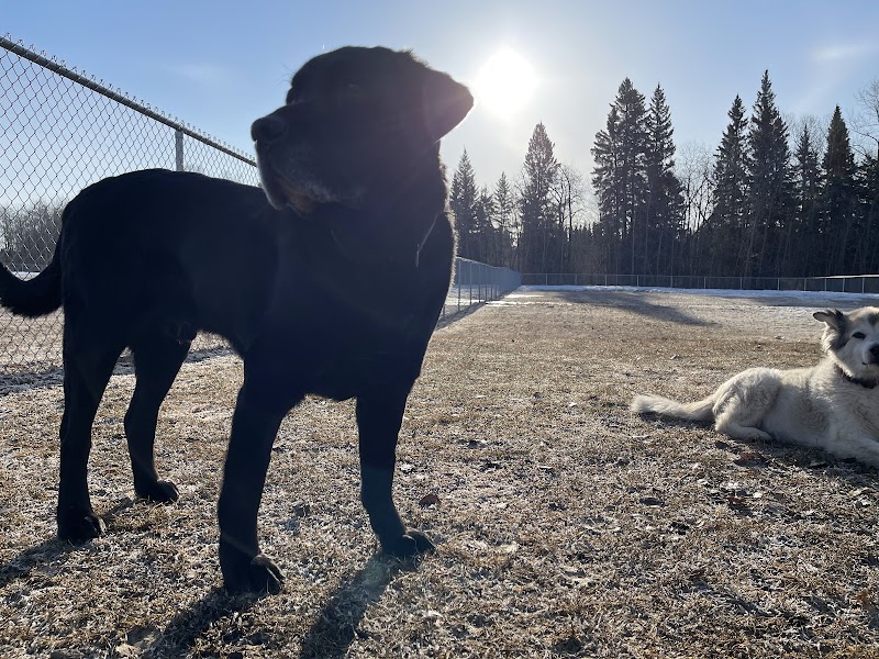 Offleash Dog Park dog park