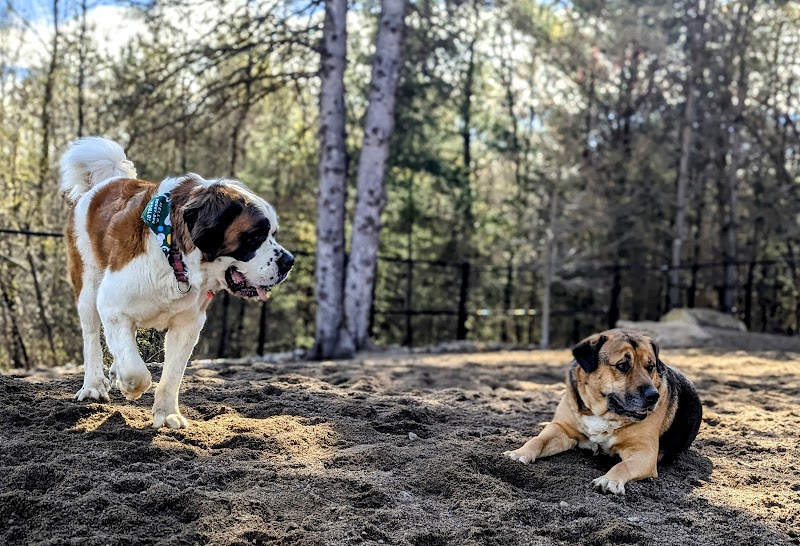 Parc à chiens Mont-Tremblant K9 park dog park