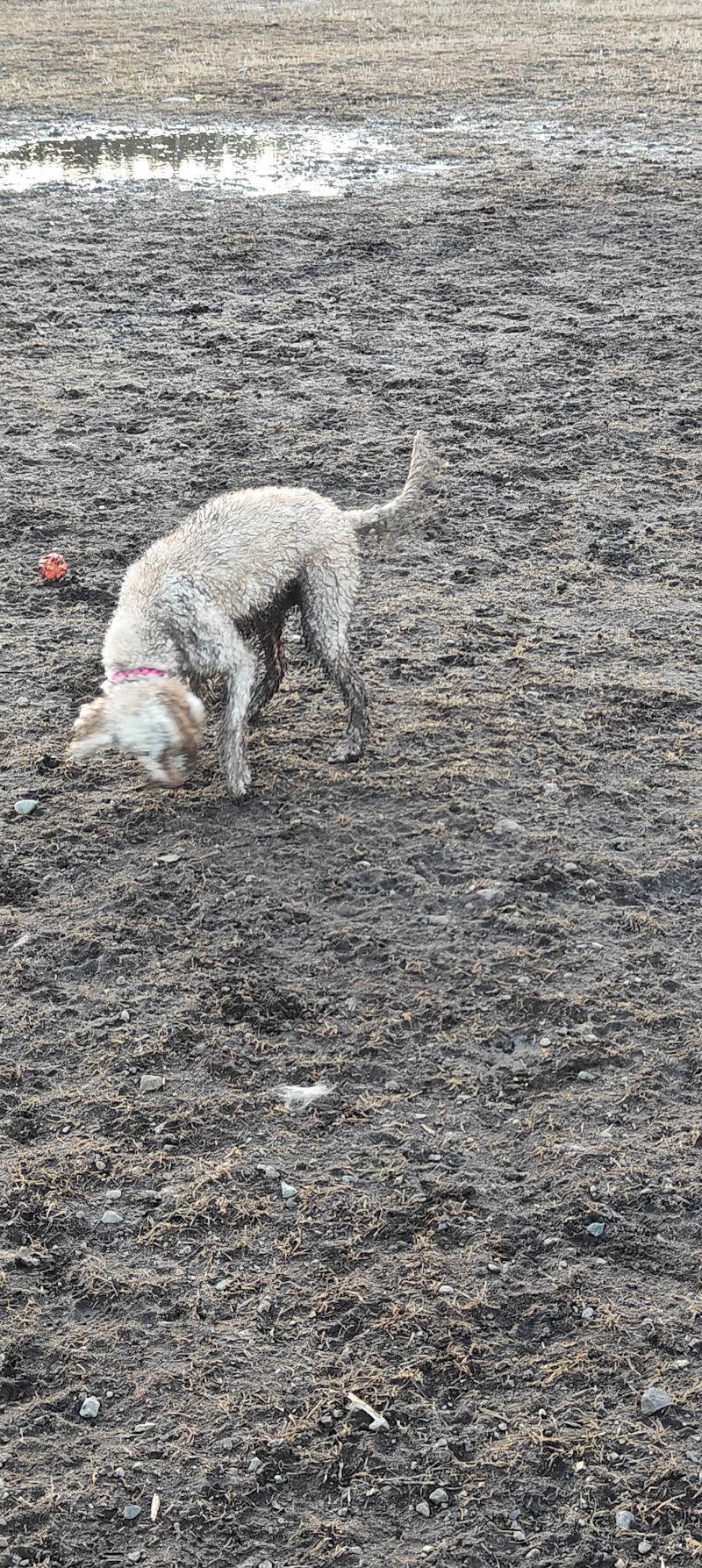 Logan Lake Dog Park dog park