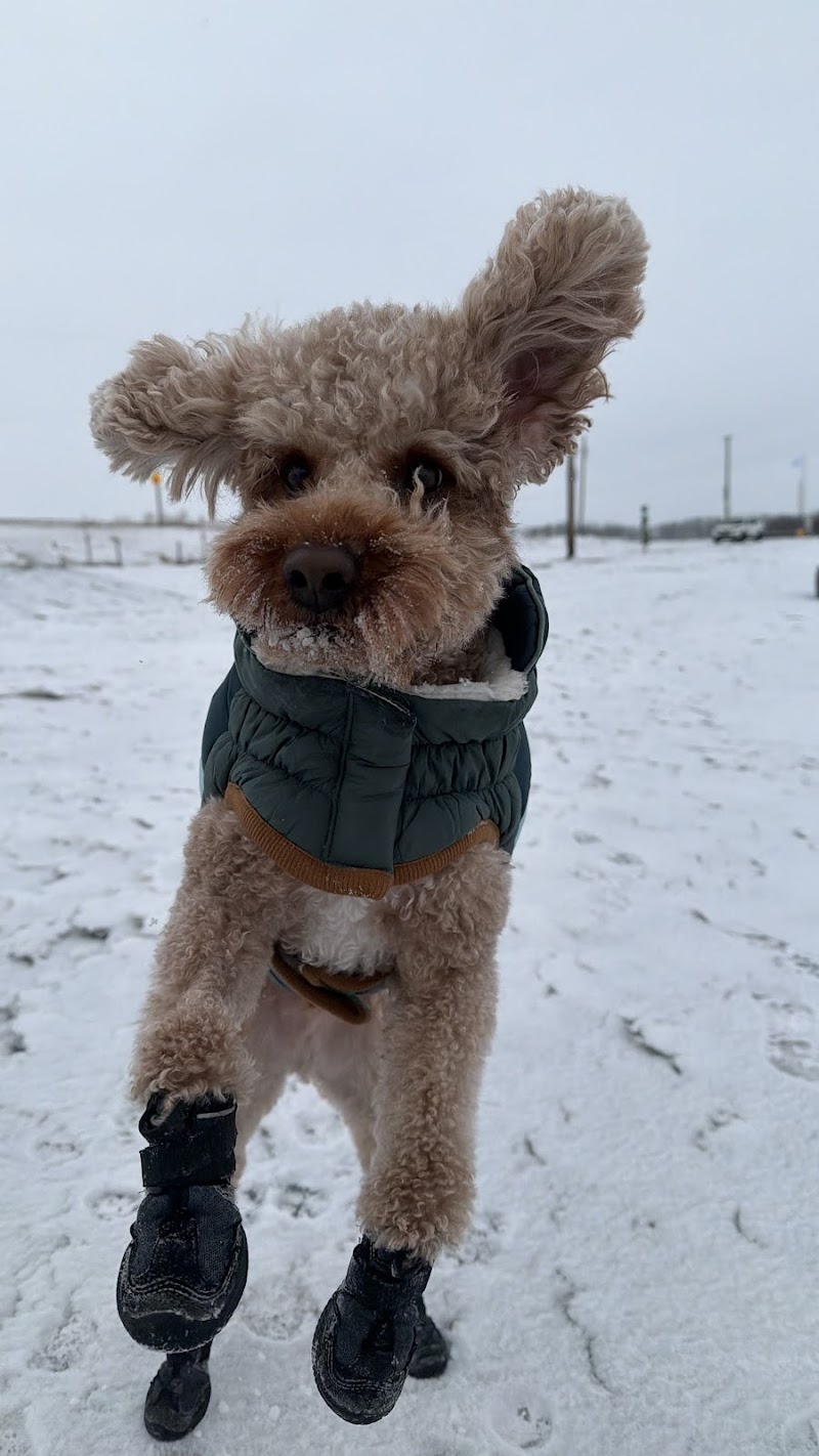 Spruce Grove Dog Spot | Private Dog Park dog park