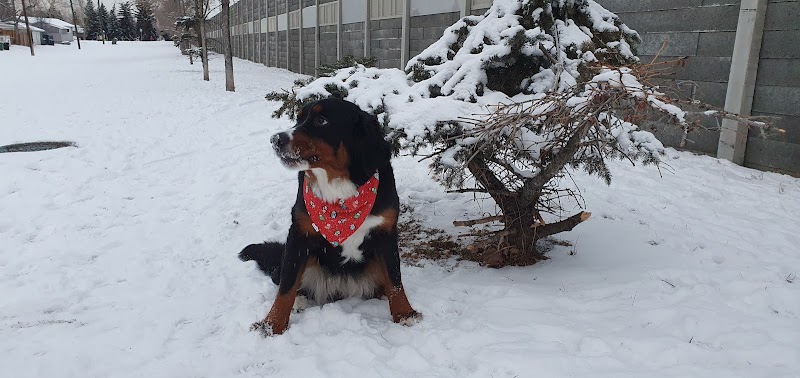 Acadia Off Leash Area dog park