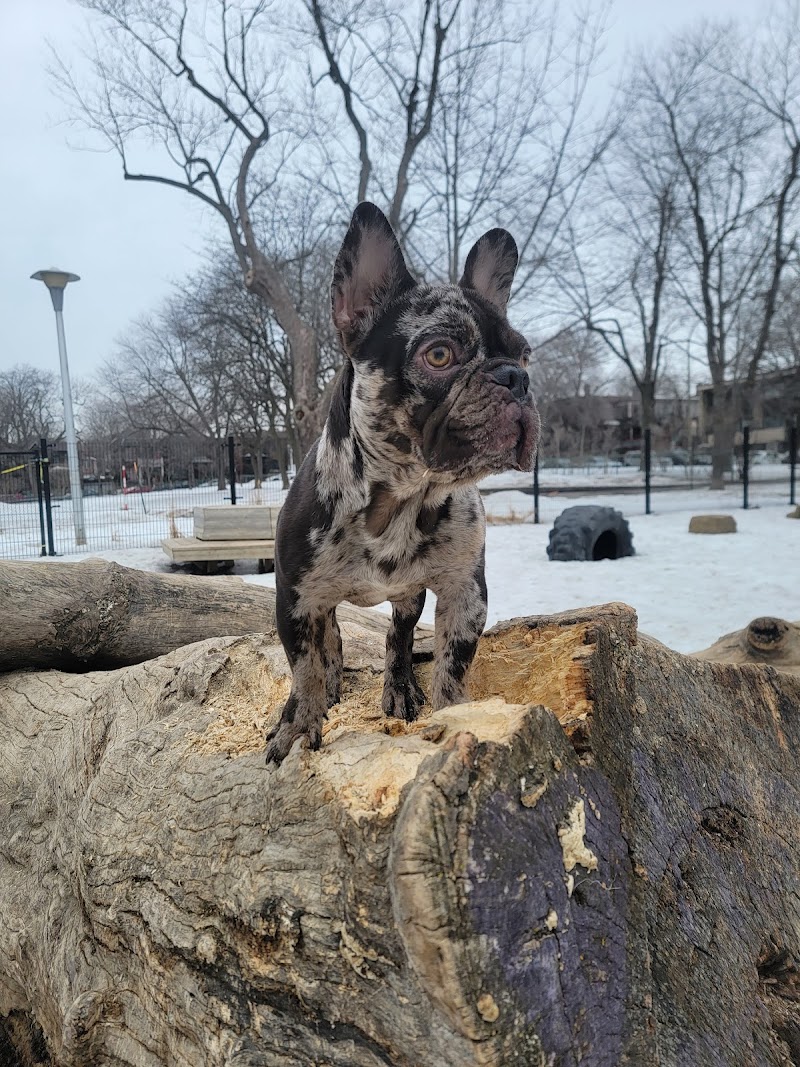 Notre-Dame-de-Grâce dog park dog park