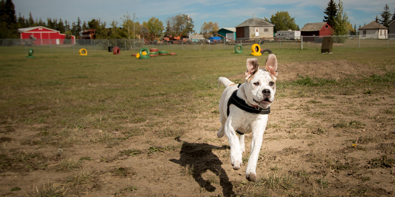 Lloydminster Off-leash Dog Park dog park